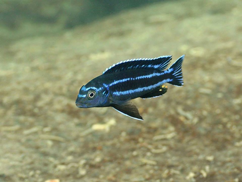 Pseudotropheus johannii 'Gome'